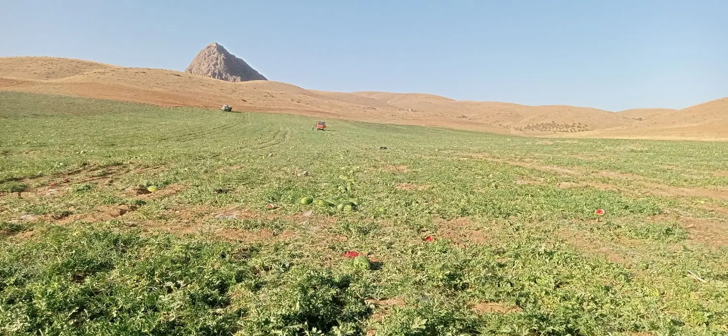 زمین کشاورزی