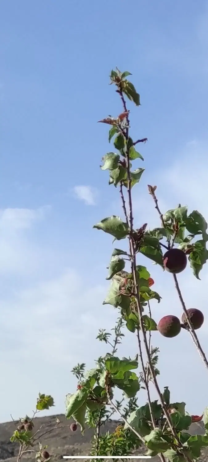 زمین فروش نقدی و معامله