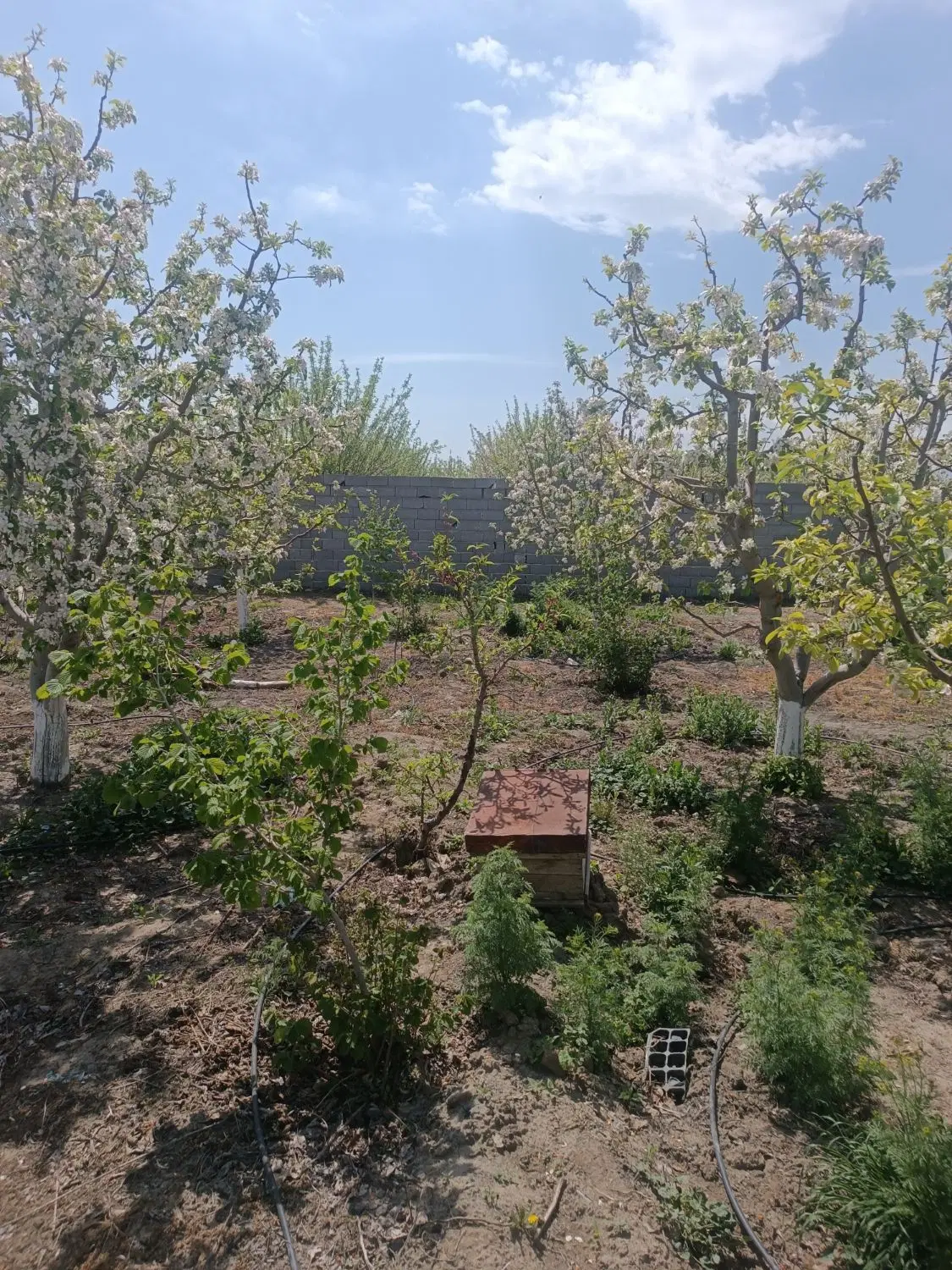 باغ ویلا باغچه
