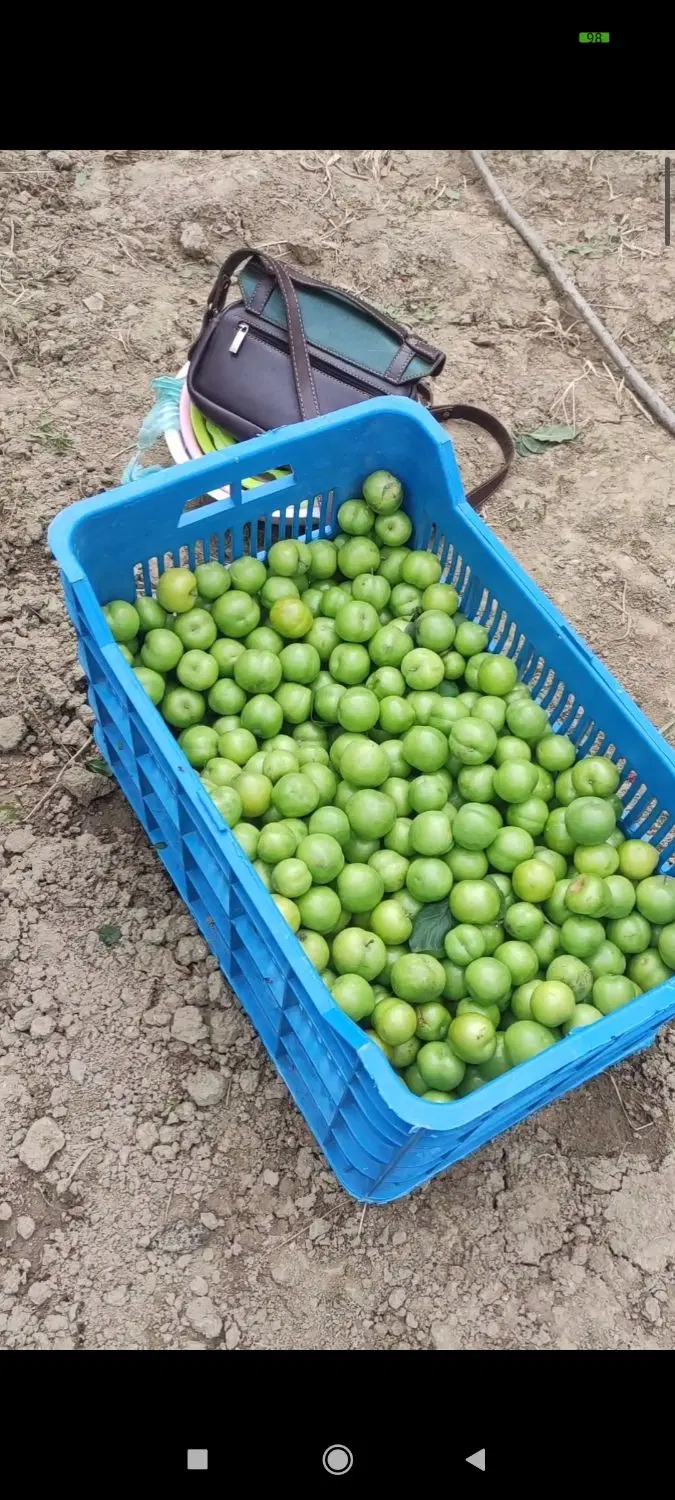 باغ ۲۰۰۰ متری انار و مرکبات دارای *سند تک برگ*