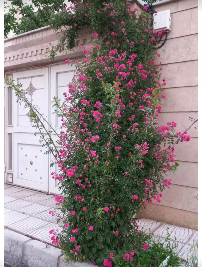 ۹۰ متر ویلایی همکف فاز ۵