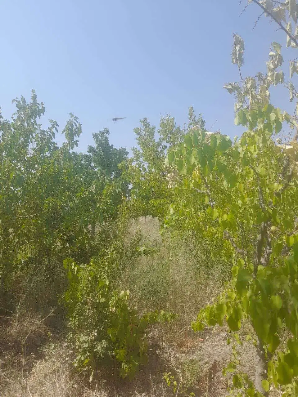 باغ با درختان میوه
