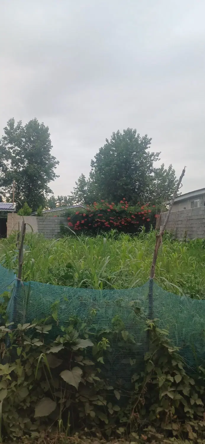 ۸۰ متر زمین شهری رشت سنگر