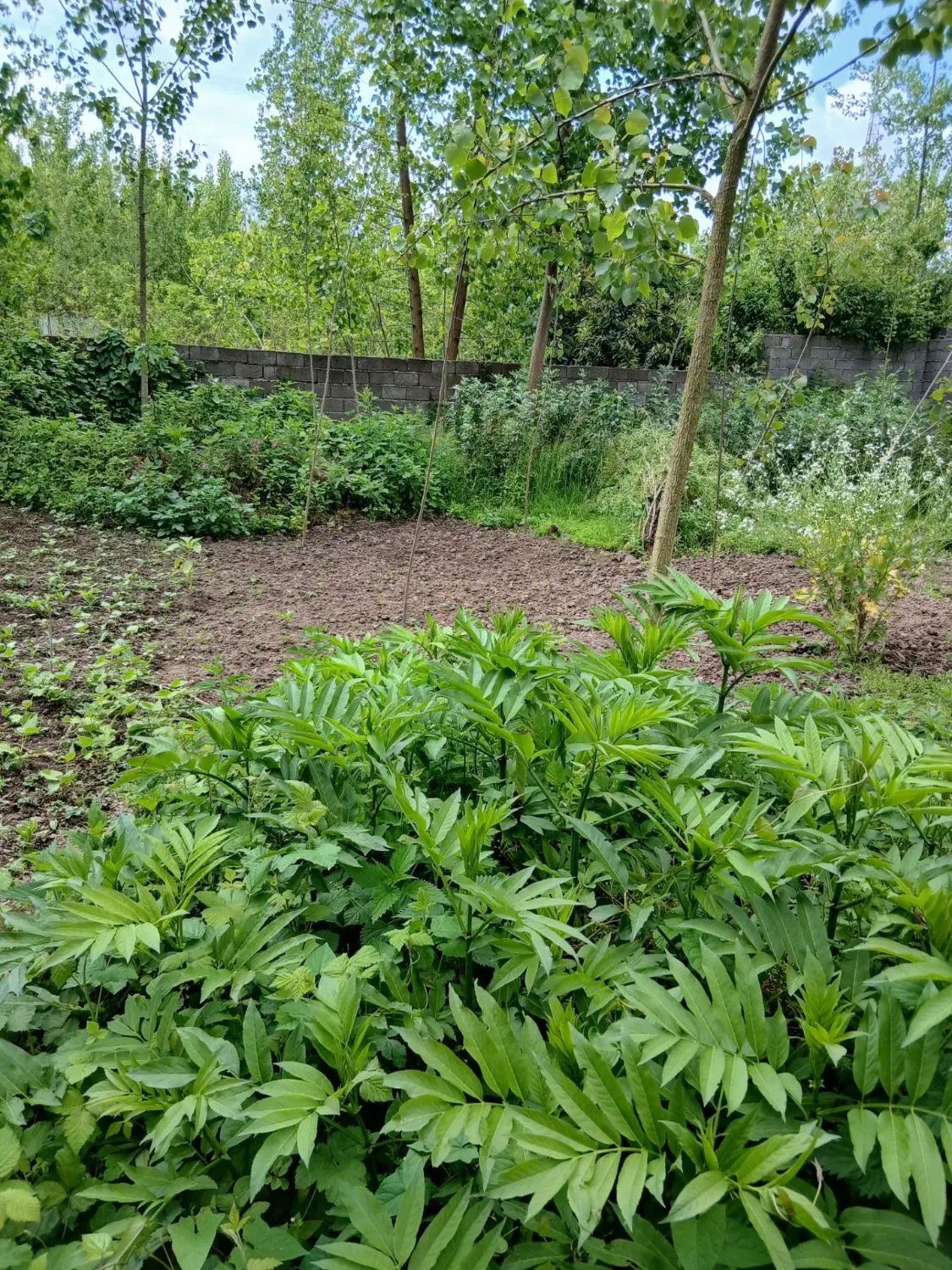 زمین مسکونی رودبنه لاکمسر