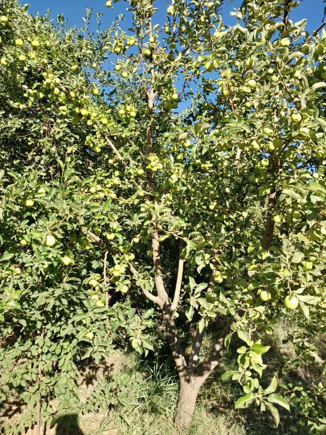 زمین کشاورزی کیلانه