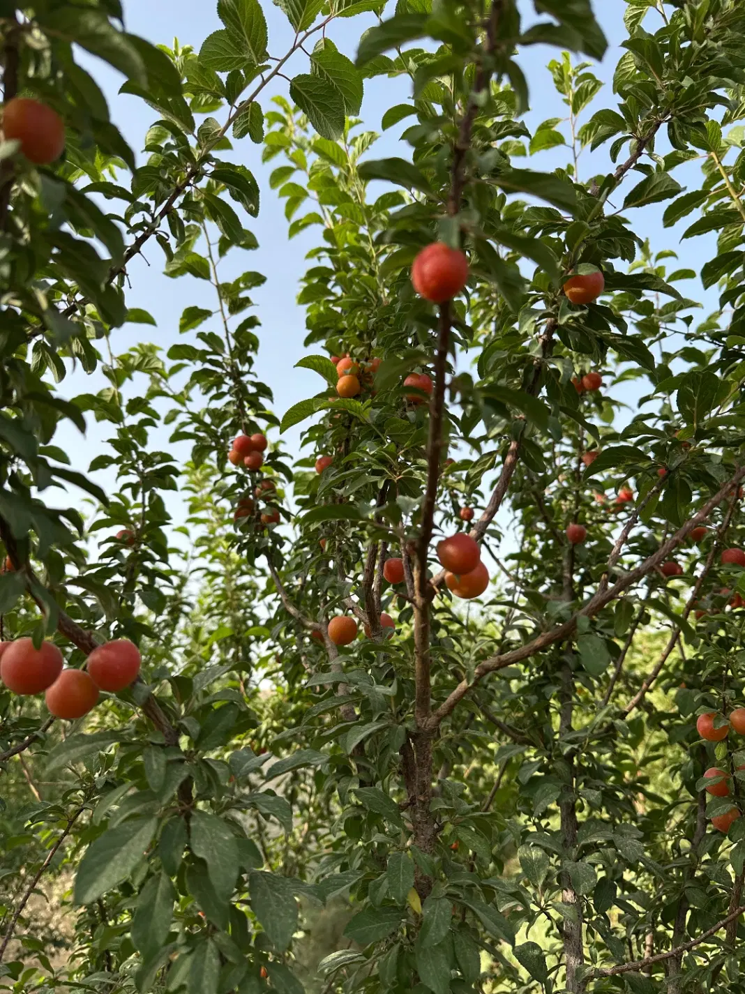 ویلا باغ ۵۵۰ متری حیدرآباد ایچی