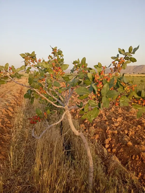 زمین باغ