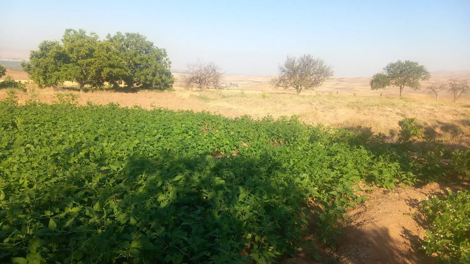 یک قطعه باغ انگور