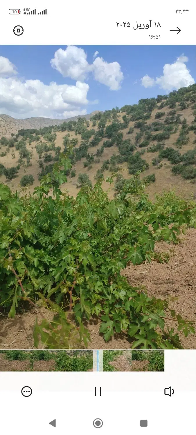 فروش باغ انگور ،روستای گویزەکویرە