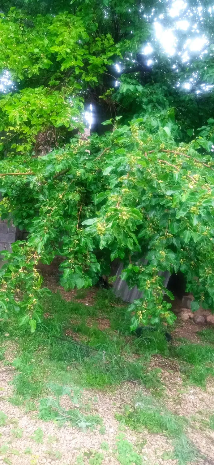 خونه ویلایی