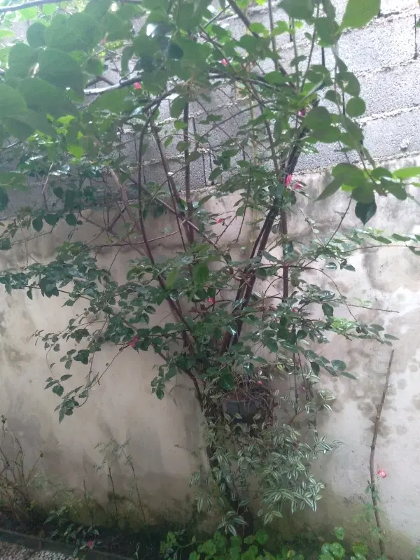 معاوضه خانه ویلایی باهنر با آپارتمان