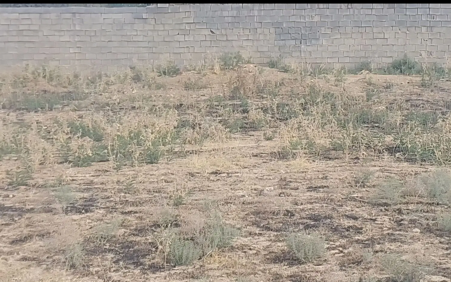 فروش زمین ۵۰۰متری انجیره