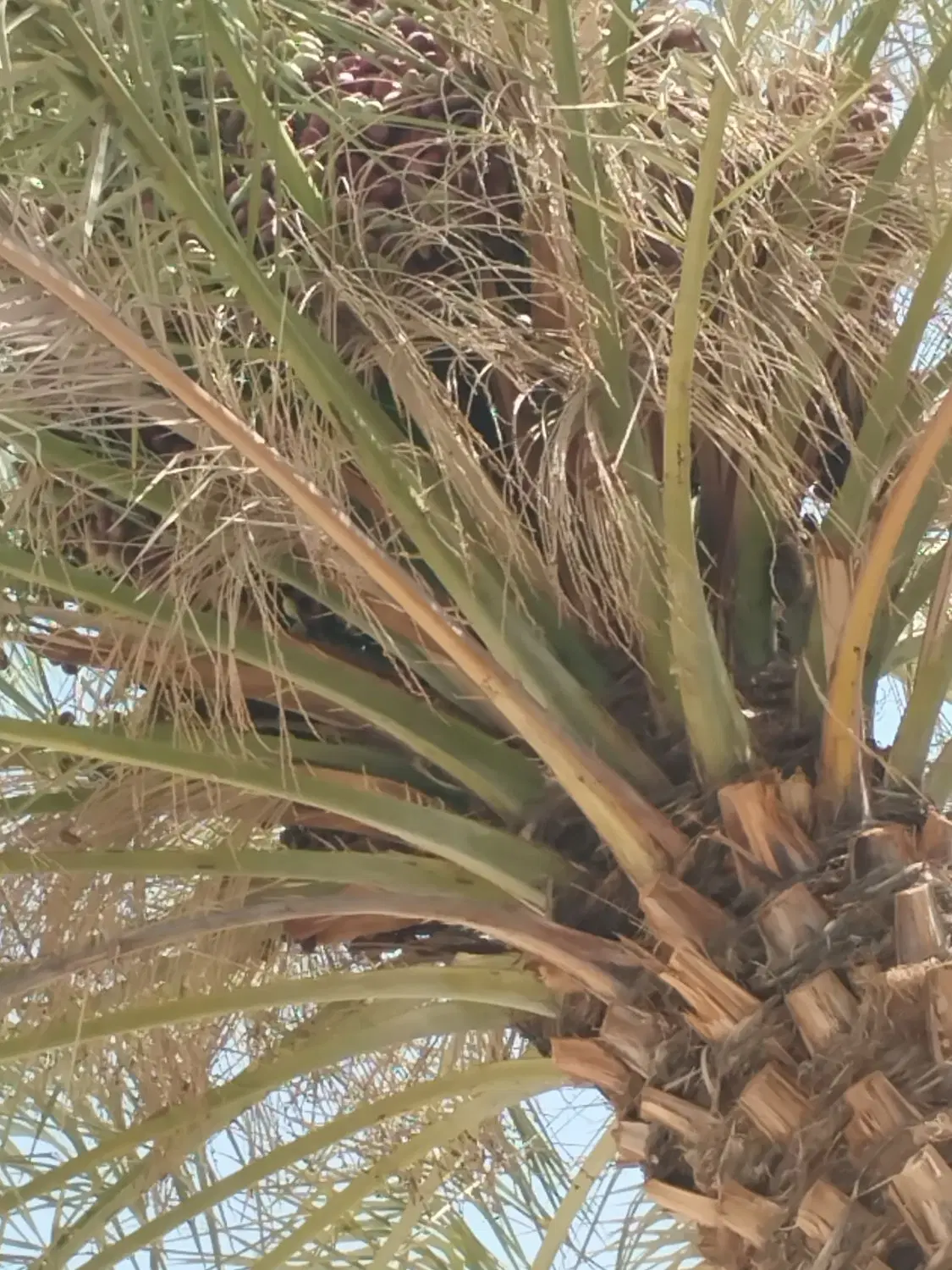 زمین باغی محله قائدی