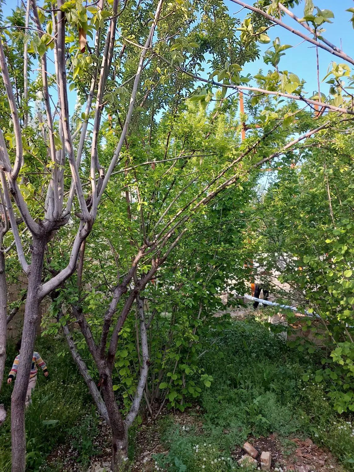باغچه۲۵۰ متری سنددار