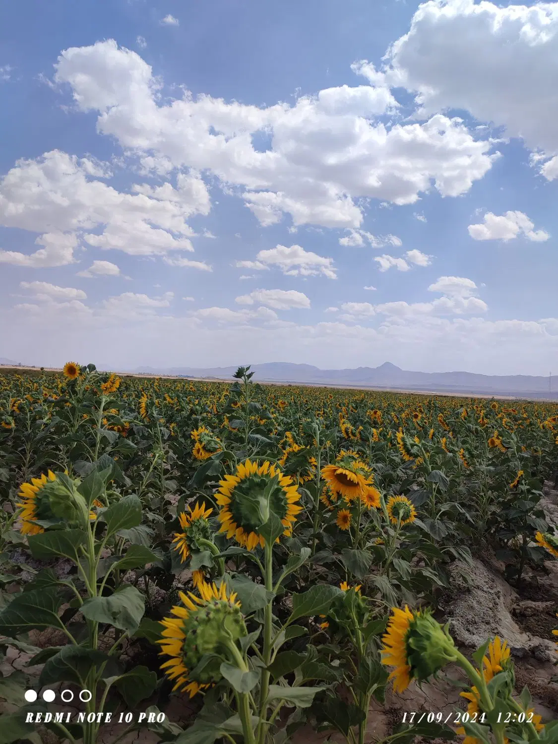 زمین میرعلی