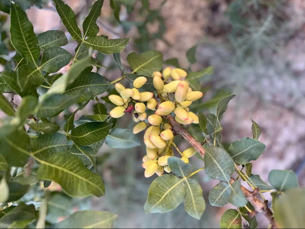 باغ پسته