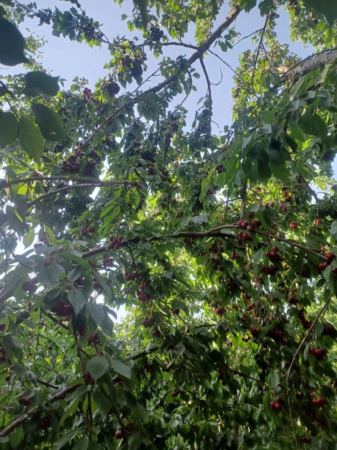 فروش باغ۱۷۰۰ متری بادام و گردو