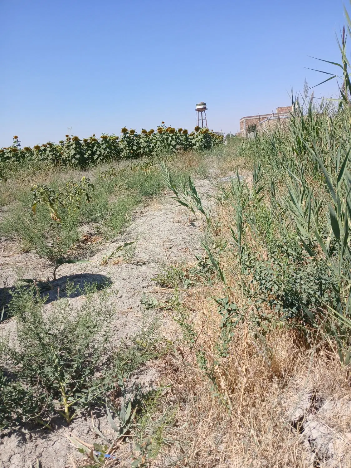 زمین 930 متری