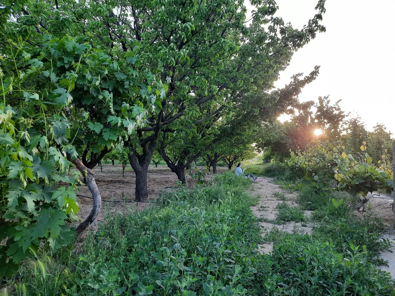 باغ زردآلو و سیب اصلاح نژاد شده