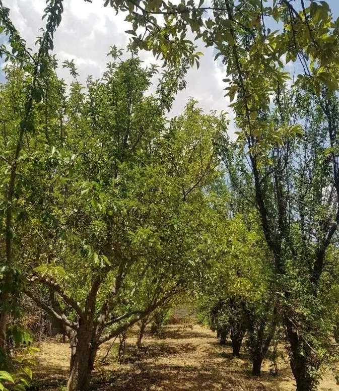 باغچه 1000متری