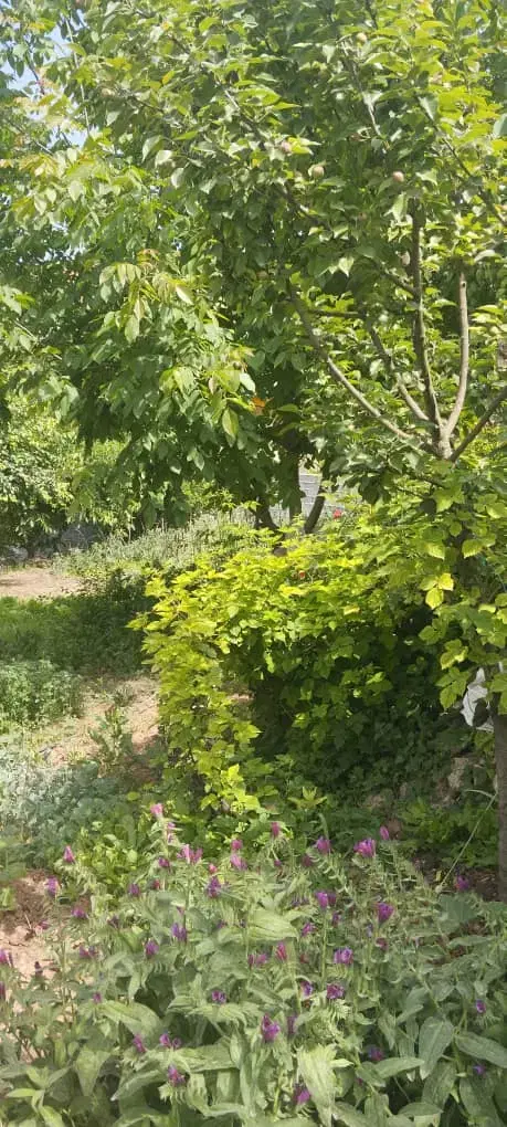 زمین سند داردر کلاردشت داخل بافت