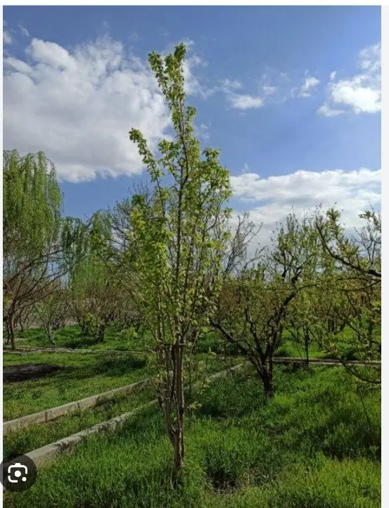 زمین باغ 500متری