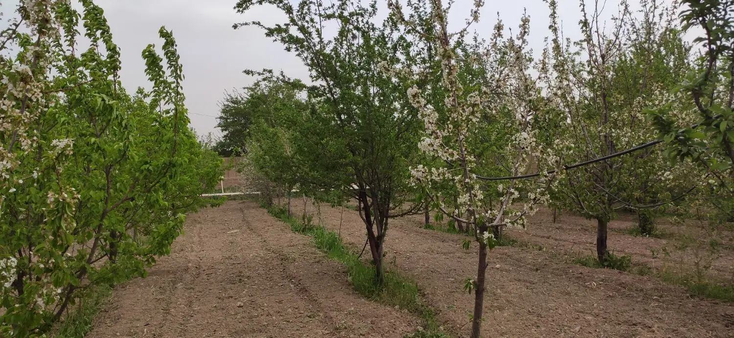 باغ ویلای نیم هکتاری،  شهر تاریخی رادکان