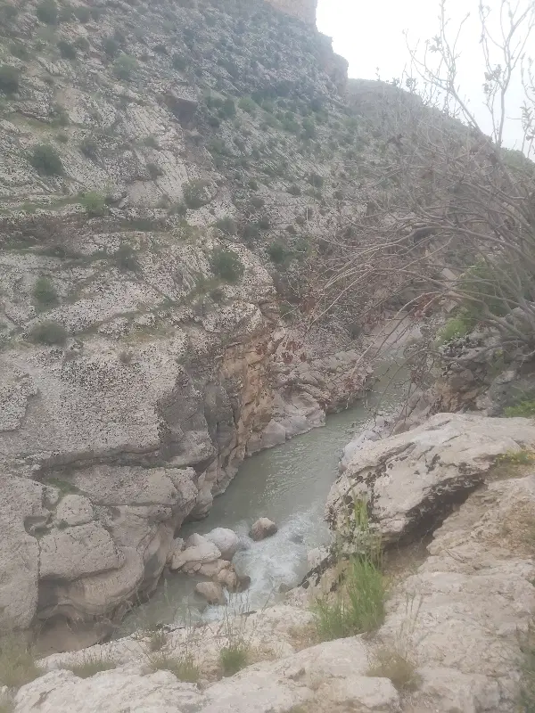 نیازمند همخونه