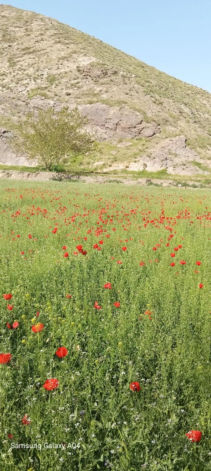 باغ خوش آب وهوا ۷۰۰ متر