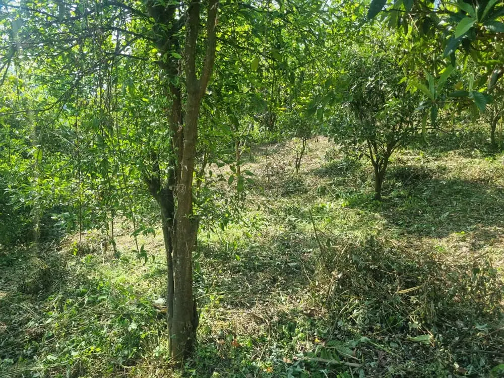 زمین وباغ مناسب سرمایه گذاری