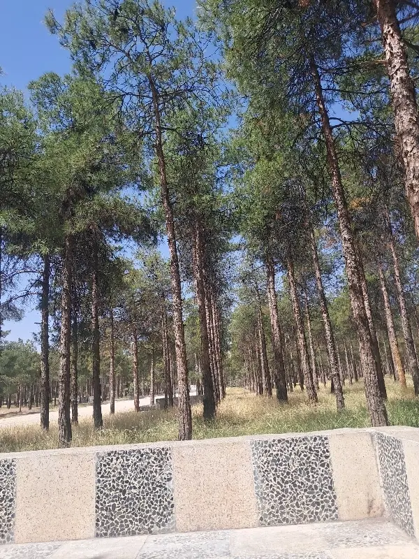 پارک جنگلی