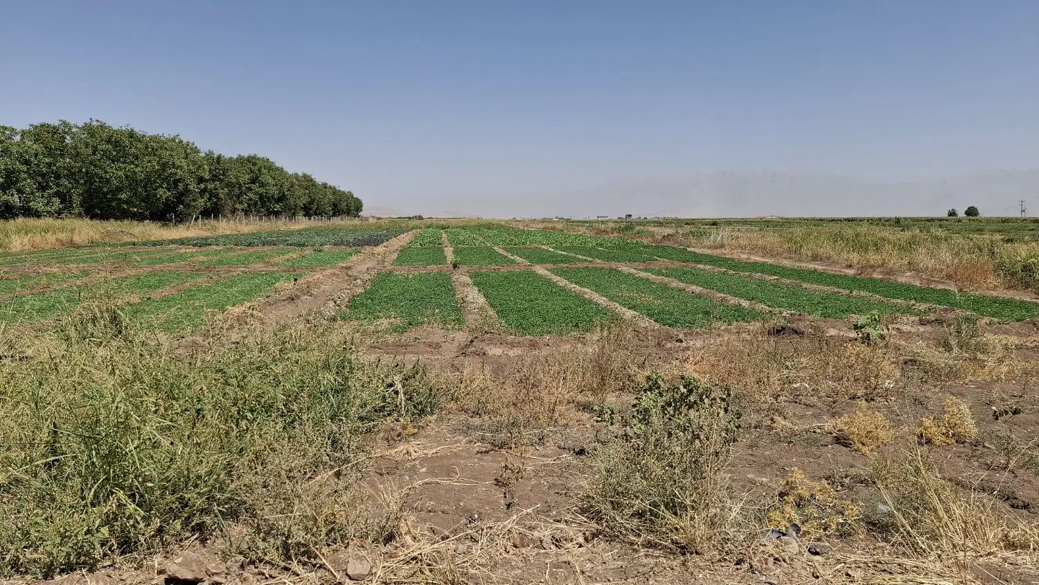 زمین کشاورزی مناسب باغ