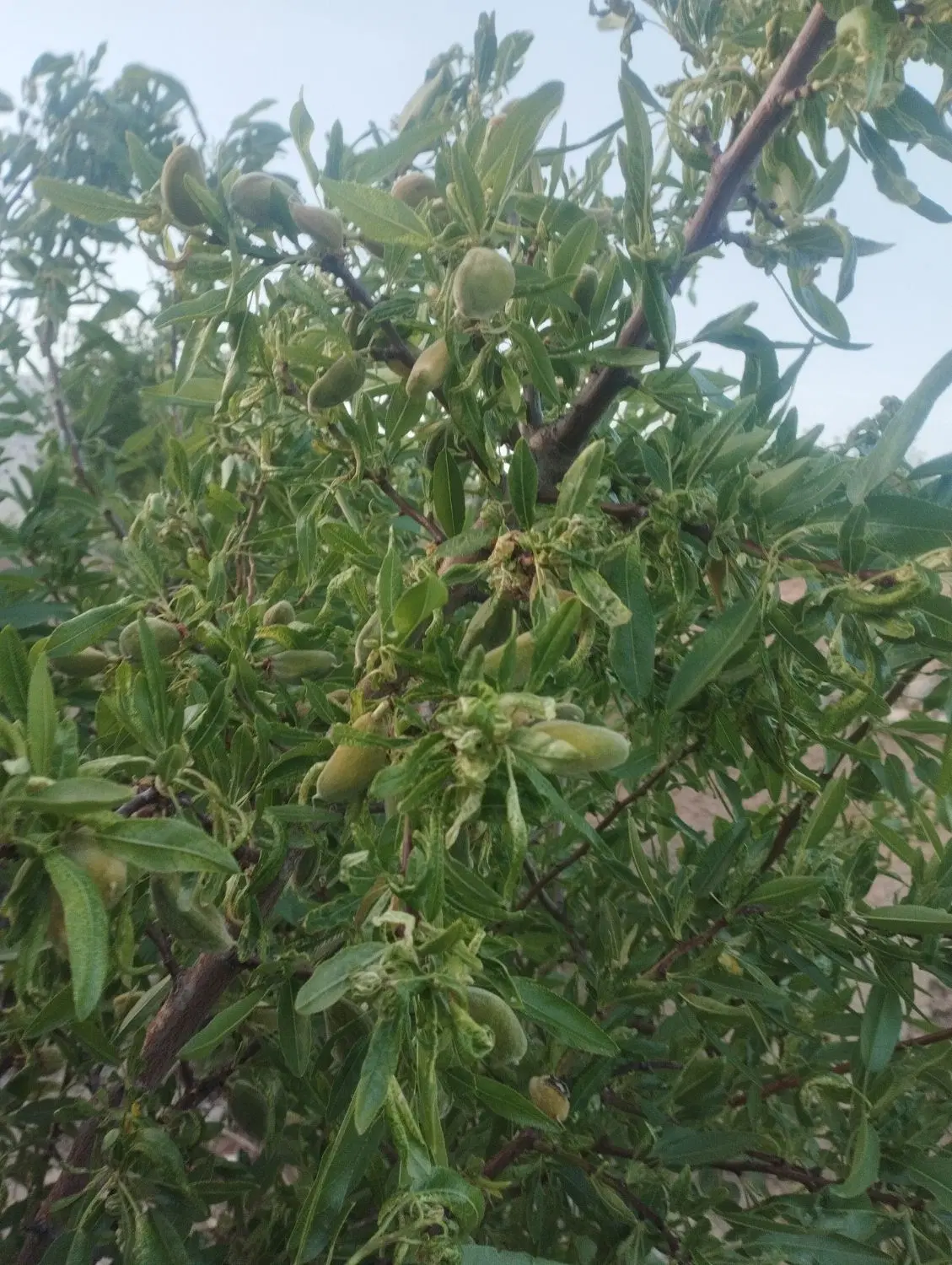 زمین کشاورزی1800متر