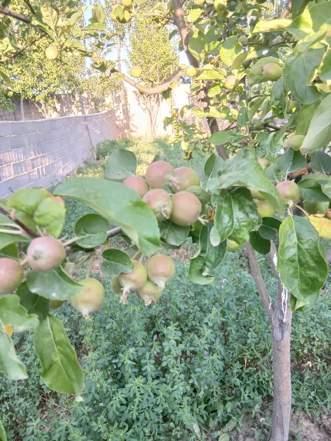فروش ۱۵۰۰ متر مربع زمین زراعی در اورنج