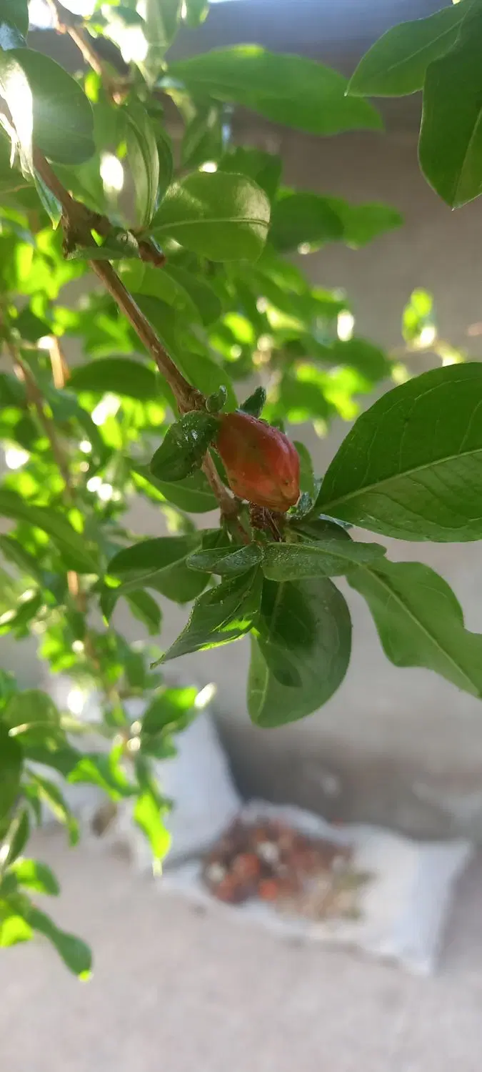 زمین کوهپایه خیابان انارستان