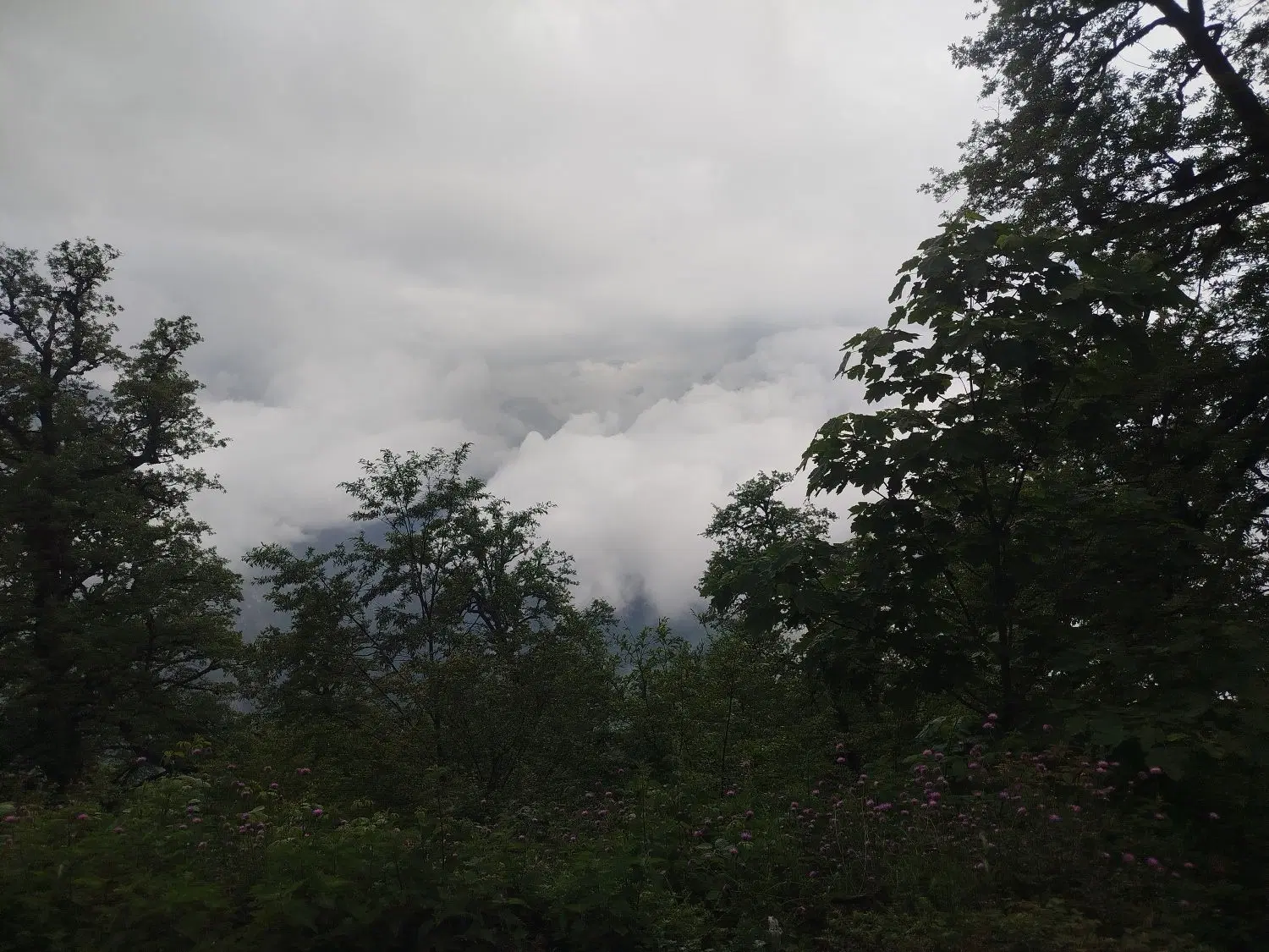 زمین باغی مناسب سرمایه گذاری
