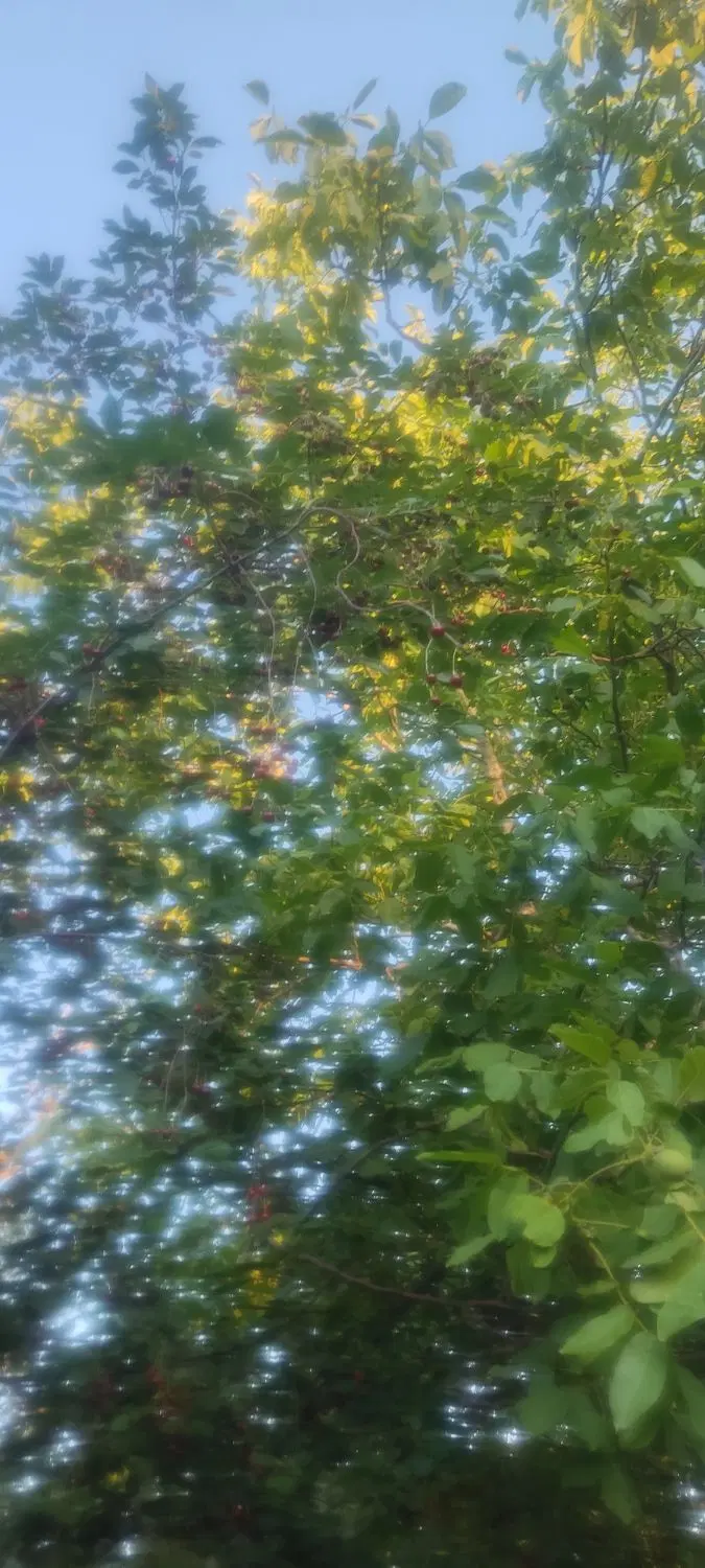 باغچه در ۸۰ متری ساخت و ساز های وزیر اباد