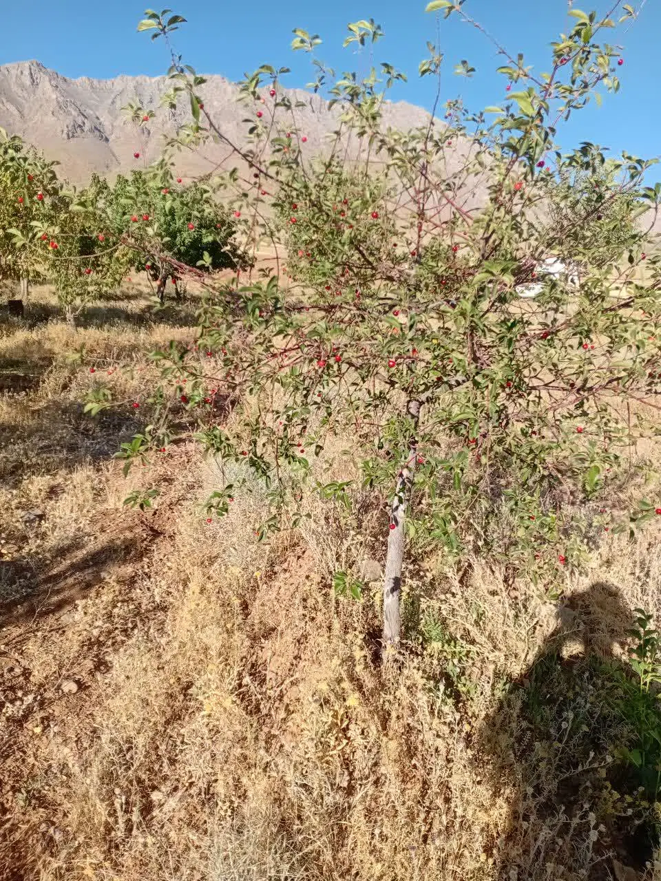 زمین کشاورزی و درخت میوه