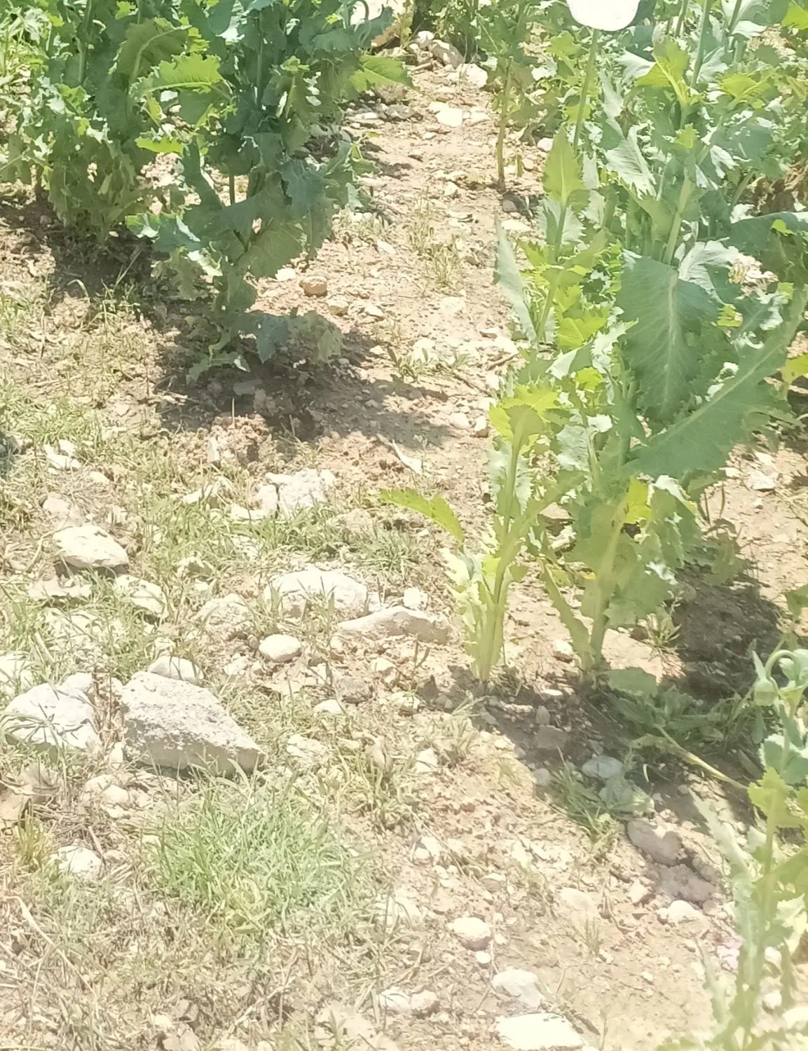 زمین معاوضه