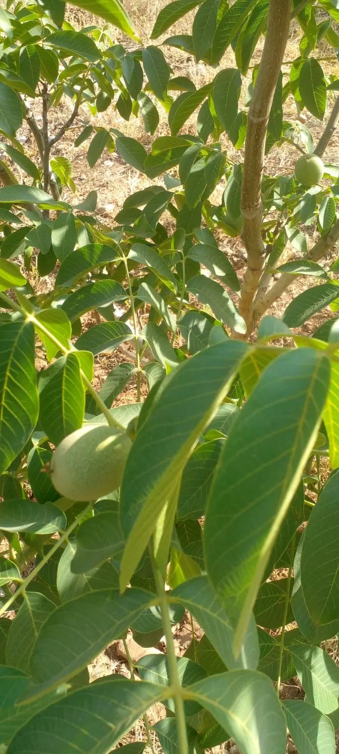 فروش باغ سند دار.کاکارضا