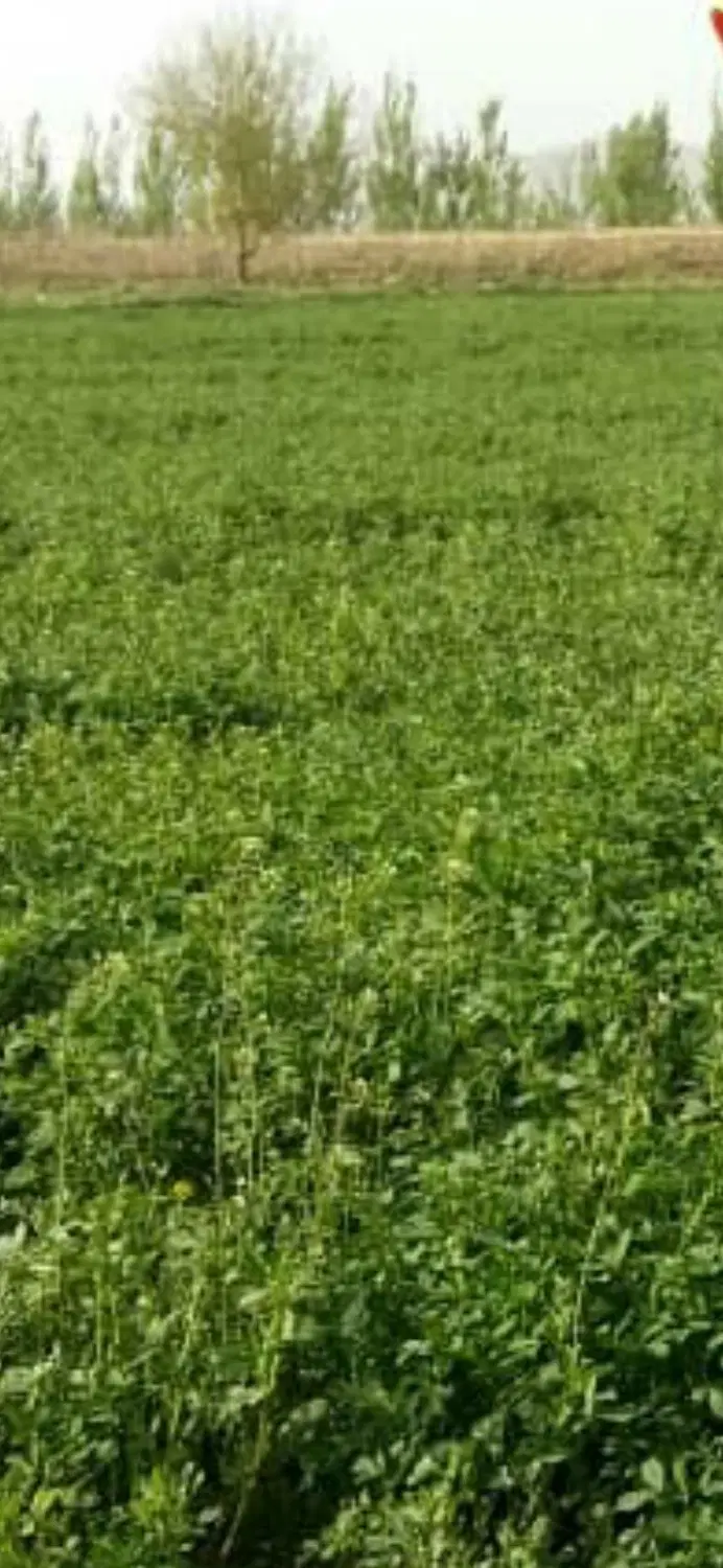 زمین کشاورزی آبی