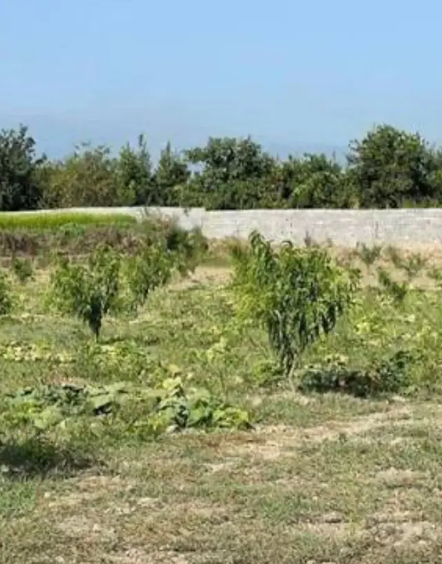 زمین باغی پهن آباد