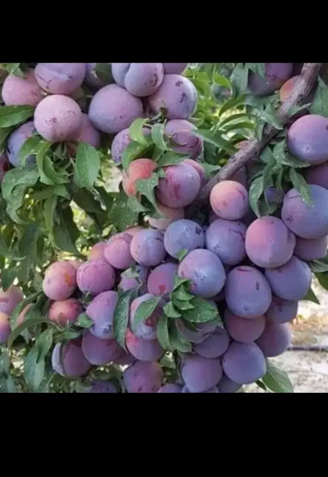 اجاره الو شابلون و کالیفورنیا