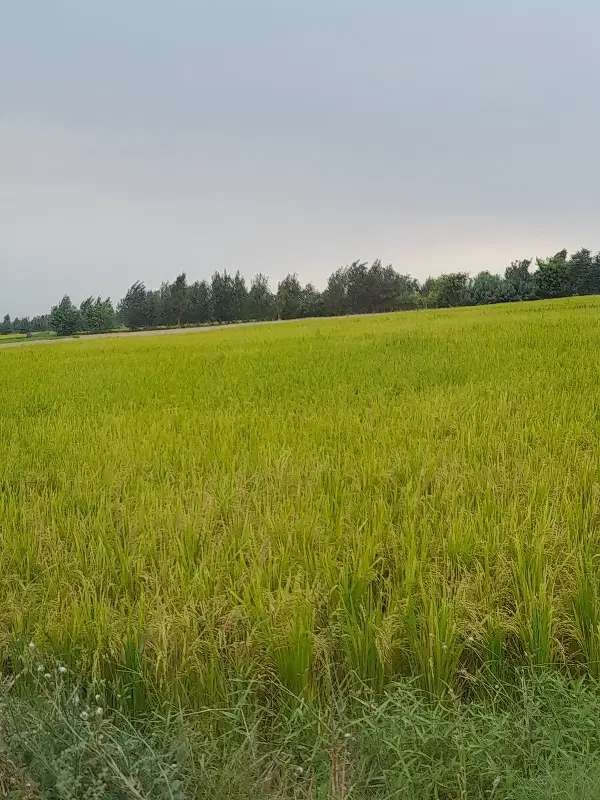 زمین کشاورزی یک هکتاری