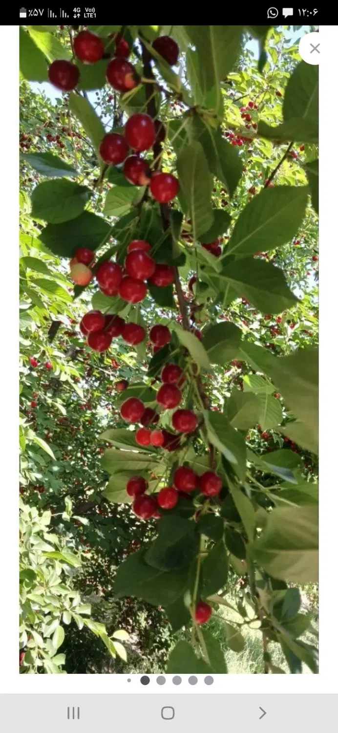 فروش باغ درختی