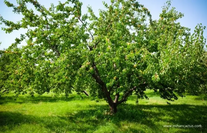 زمین در کردزار شهریار