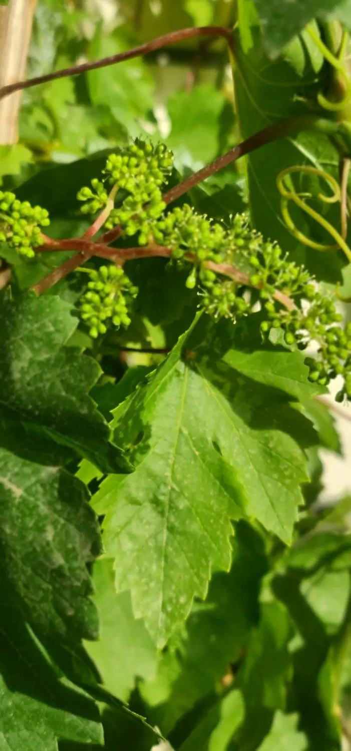 زمین باغ ویلا کارمندی دادگستری
