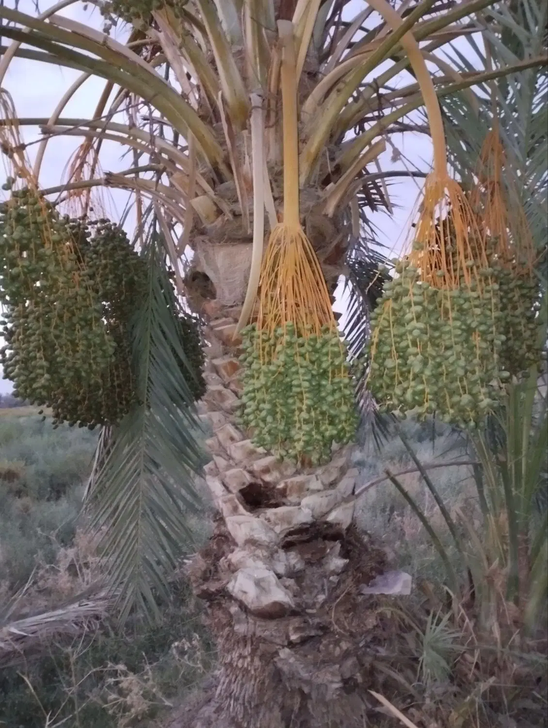زمین باغ خرما ثمری