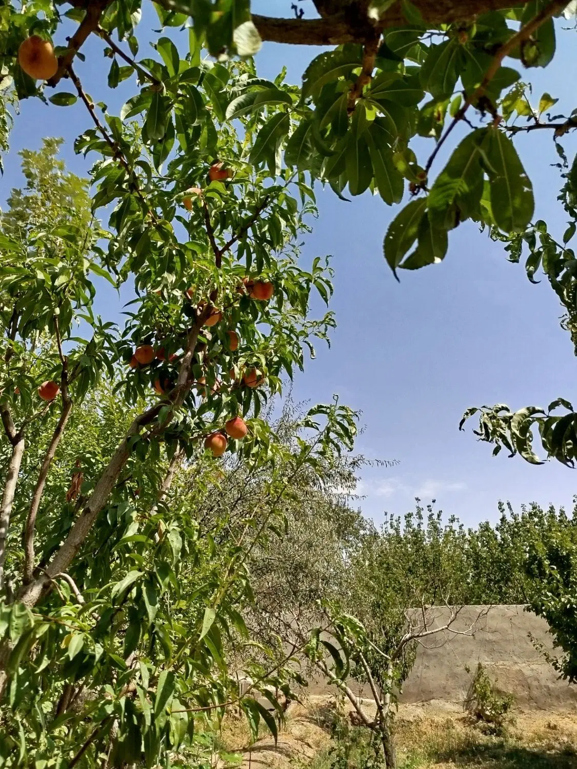 باغ 800 متری صوفیان