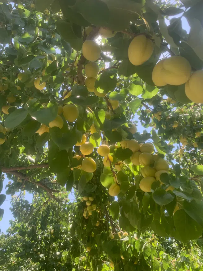 باغچه نقلی ۲۶۰متری قیمت مناسب(خوشنام)